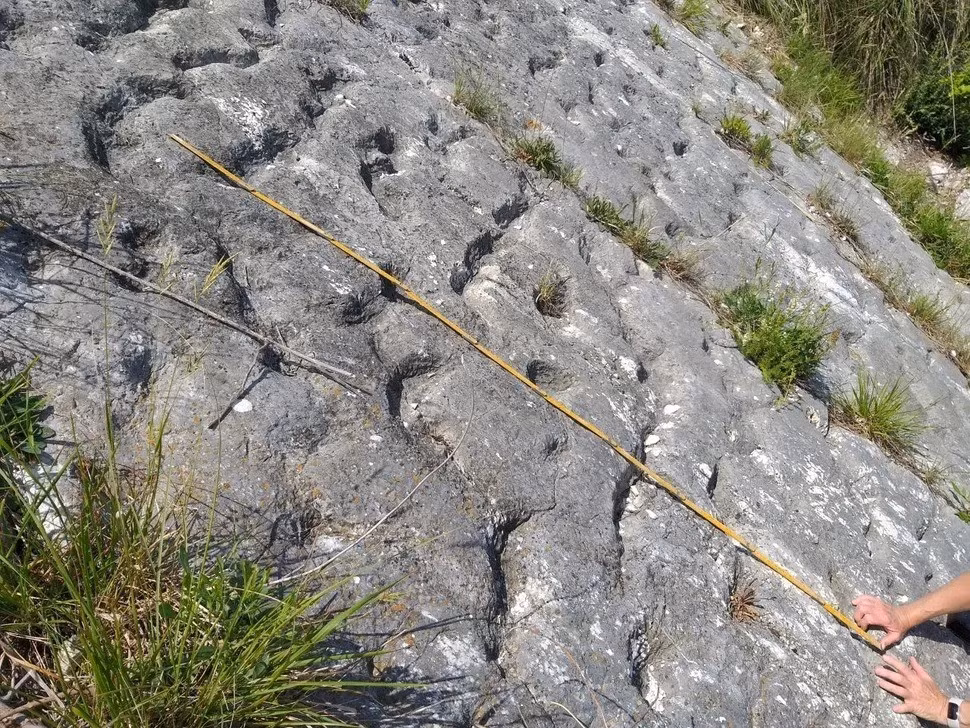 Những rãnh này được cho là do một loài bò sát biển kỷ Phấn trắng dùng chân ấn xuống đáy biển. Các nhà leo núi đã tham khảo ý kiến ​​của người bạn leo núi kiêm nhà địa chất, Paolo Sandroni, người sau đó đã liên lạc với Alessandro Montanari, Giám đốc Đài quan sát Địa chất Coldigioco (OGC), để kiểm tra phát hiện trên. Ảnh: Paolo Sandroni.