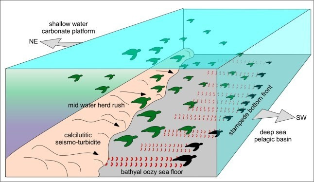 Đồng tác giả nghiên cứu Montanari cho hay hàng trăm dấu chân này nằm trên một lớp đá vôi Scaglia Rossa trong Công viên Khu vực Cònero - một tầng địa chất đã được nghiên cứu kỹ lưỡng trong nhiều thập kỷ và lưu giữ hàng triệu năm trầm tích đáy biển sâu. Theo ông Montanari, những gì hiện là một phần của ngọn núi từng là đáy biển sâu bị uốn cong và nâng lên bởi các lực kiến ​​tạo vào hàng triệu năm trước. Ảnh: Sciencedirect.com.