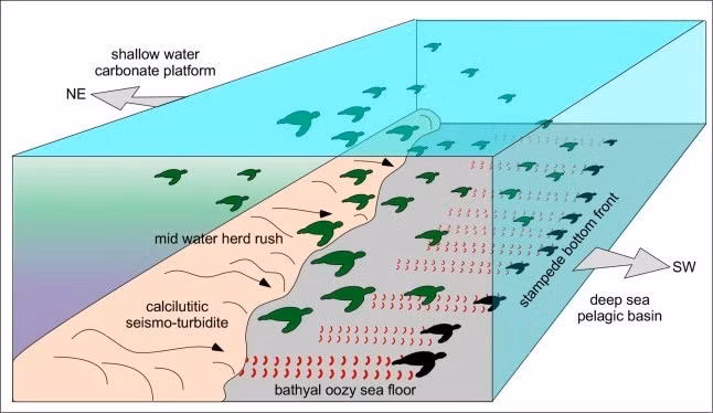 Đồng tác giả nghiên cứu Montanari cho hay hàng trăm dấu chân này nằm trên một lớp đá vôi Scaglia Rossa trong Công viên Khu vực Cònero - một tầng địa chất đã được nghiên cứu kỹ lưỡng trong nhiều thập kỷ và lưu giữ hàng triệu năm trầm tích đáy biển sâu. Theo ông Montanari, những gì hiện là một phần của ngọn núi từng là đáy biển sâu bị uốn cong và nâng lên bởi các lực kiến ​​tạo vào hàng triệu năm trước. Ảnh: Sciencedirect.com.