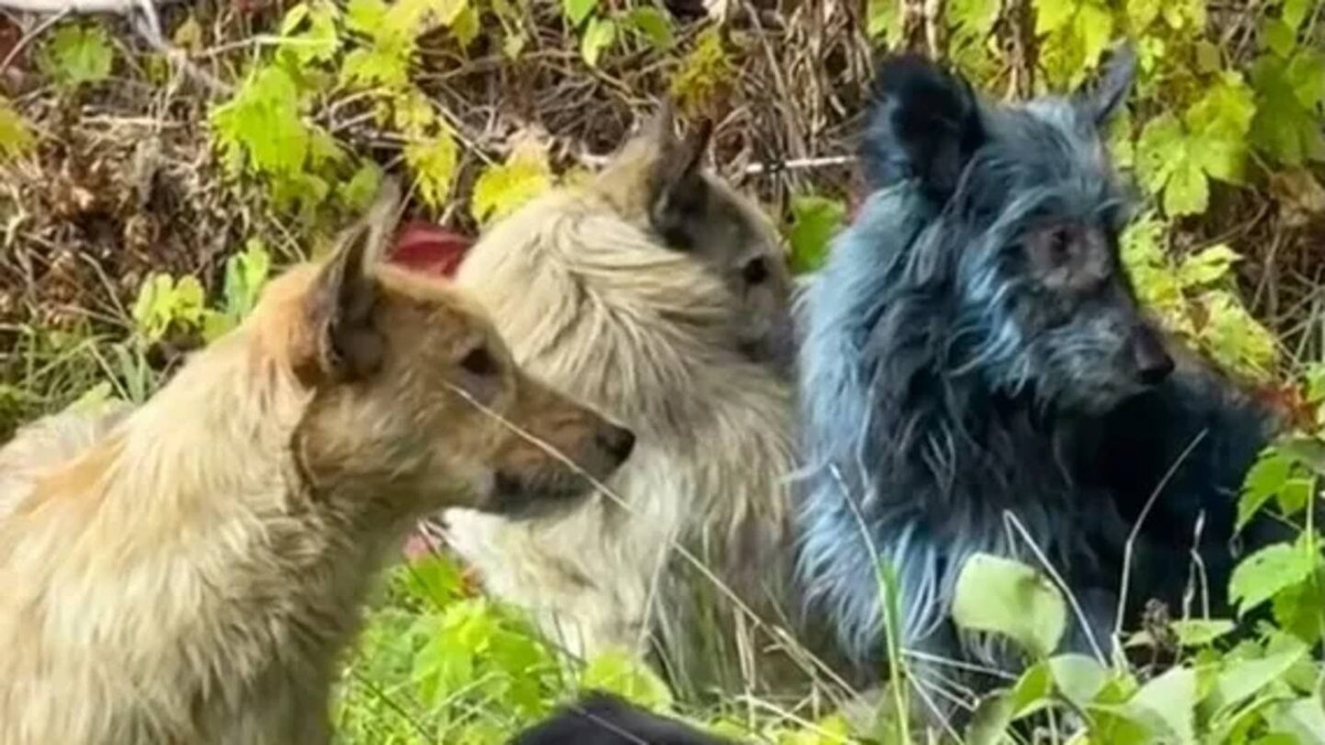 View - Lần đầu tiên phát hiện chó lông xanh tại khu vực Chernobyl | Báo Tri thức và Cuộc sống - TIN TỨC PHỔ BIẾN KIẾN THỨC 24H