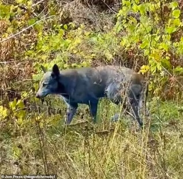 "Tuần trước, những con chó không có màu xanh. Chúng tôi không biết lý do và đang cố gắng tìm hiểu chuyện gì đang xảy ra", nhóm "Dogs of Chernobyl" chú thích dưới video.