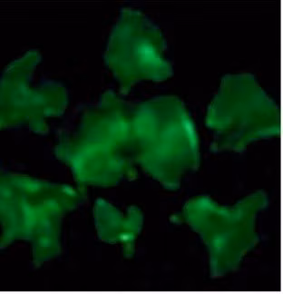 Loài nấm Neonothopanus nambi cũng có khả năng phát quang sinh học. Theo các nhà khoa học, loài này phát ra ánh sáng màu xanh lục, chủ yếu được quan sát thấy ở sợi nấm và quả thể. Vậy nên, loài nấm này trở thành chủ đề nghiên cứu của nhiều chuyên gia.