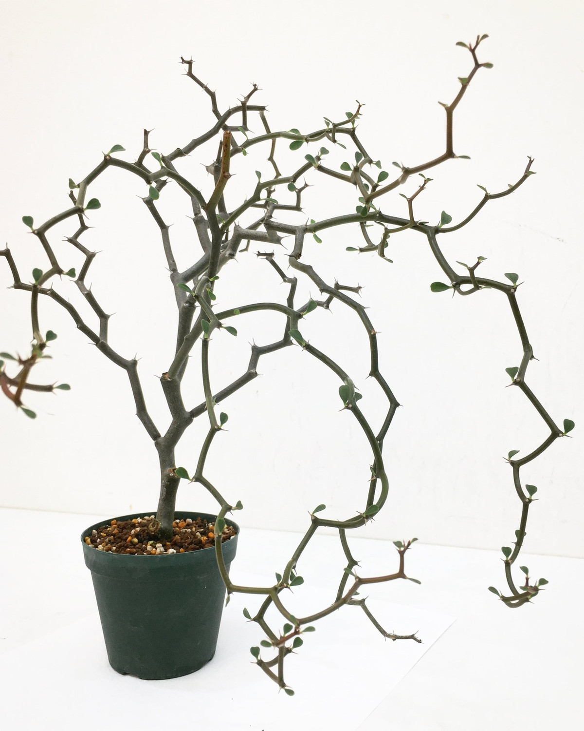 Cắt tỉa để tạo hình nghệ thuật: Cần tỉa cành chết hoặc mọc lộn xộn để cây thoáng khí, phát triển đều. Dáng cây sẽ đẹp và cong mềm mại như mái tóc xoăn lạ mắt.