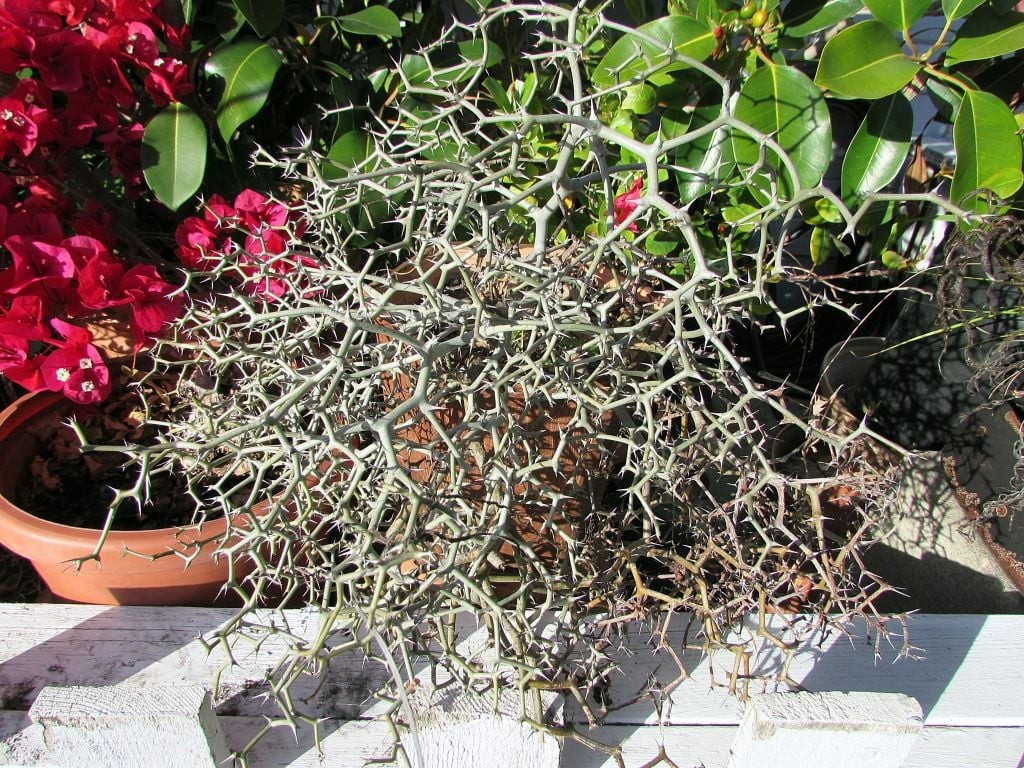 Cong queo nhưng sống mãnh liệt: Dù chỉ như cành củi khô, cây vẫn có sức sống bền bỉ, uốn lượn theo quy luật hình học kỳ lạ – càng nhìn càng cuốn hút.