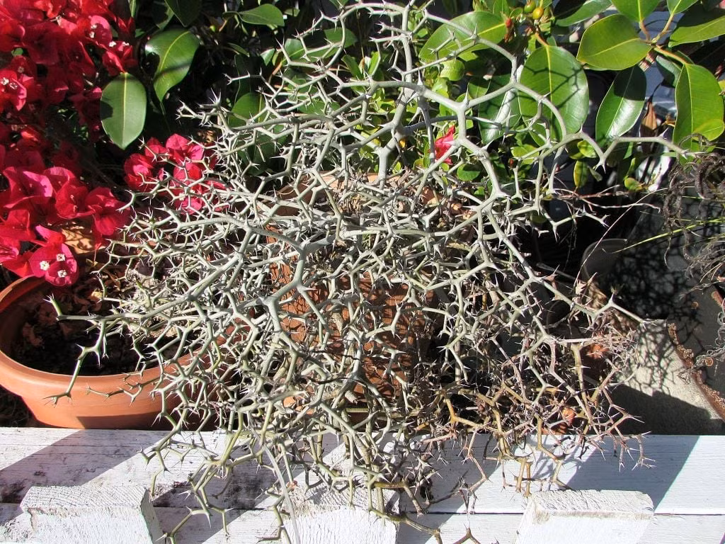 Cong queo nhưng sống mãnh liệt: Dù chỉ như cành củi khô, cây vẫn có sức sống bền bỉ, uốn lượn theo quy luật hình học kỳ lạ – càng nhìn càng cuốn hút.