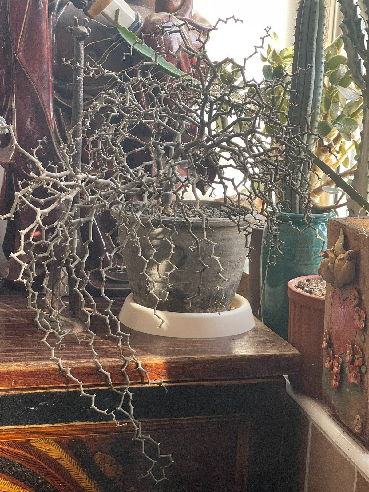 Cây cảnh không giống cây – đắt nhưng đáng chơi: Giá dao động vài chục đô đến hàng triệu đồng tùy kích cỡ. Đây là lựa chọn hoàn hảo cho ai yêu vẻ đẹp “dị biệt” và cá tính mạnh mẽ.