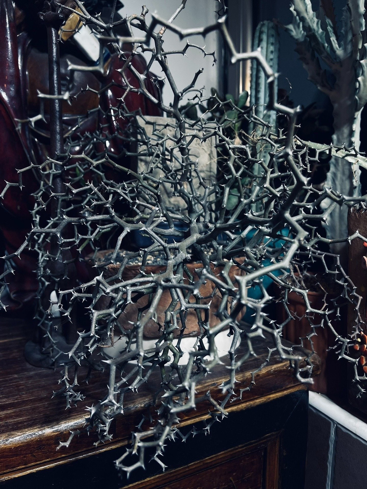 Mùa đông cây "ngủ đông", cần giữ ấm: Nếu để ngoài trời lạnh, cây dễ chết khô. Chỉ cần giữ khô ráo, sáng sủa và ít tưới là cây sẽ dần phục hồi khi xuân đến.