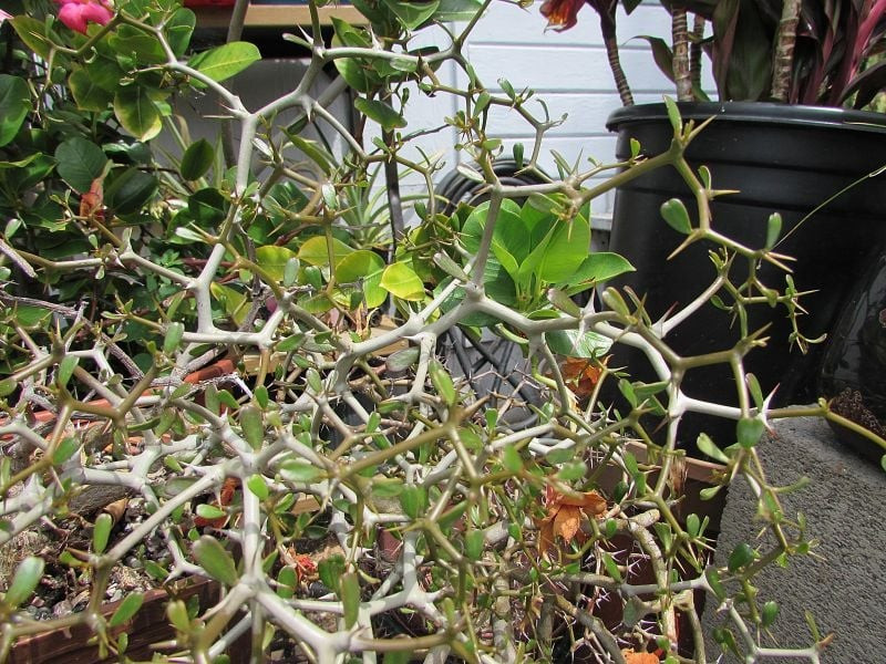 Nhiều tên gọi thú vị, hình thù khó quên: Cây còn được gọi là geometry plant (cây hình học) hay Octopus tree (cây bạch tuộc). Đây là loài duy nhất trong chi Decaryia, có cả hoa đực và hoa cái.