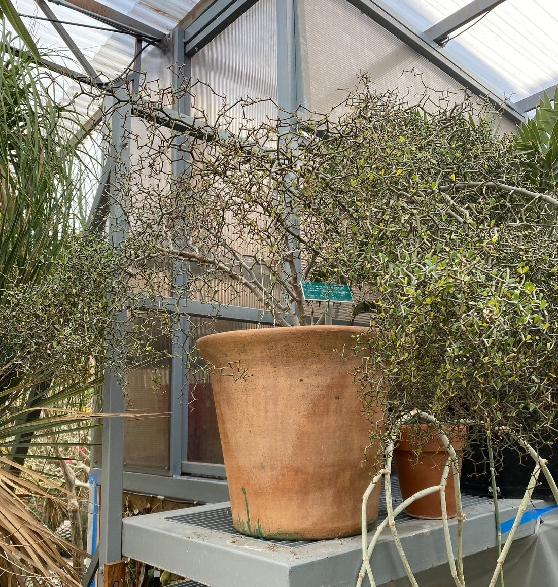 Sức sống bền bỉ trong môi trường khắc nghiệt: Cây chịu hạn tốt, thích đất thoát nước nhanh, không cần chăm quá kỹ, miễn là tránh đọng nước và nhiệt độ xuống dưới 5℃.