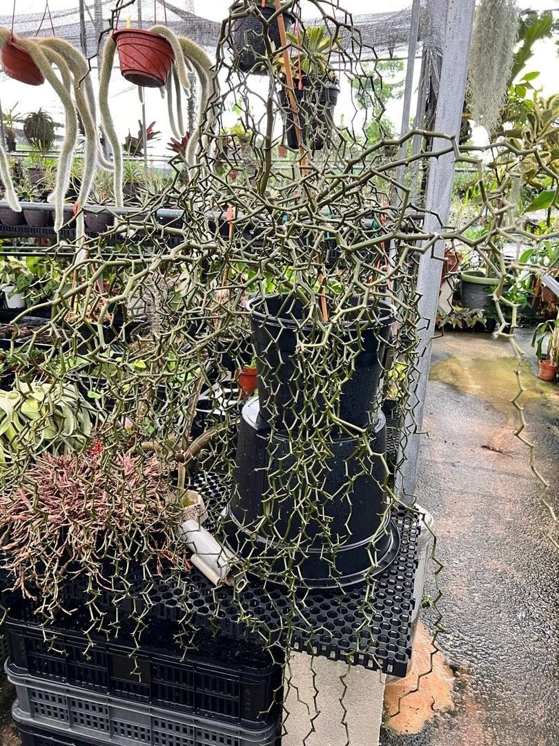 Chơi cây phải chọn chậu cho xứng: Người chơi thường dùng chậu gốm cao, đơn sắc, sang trọng để tôn lên vẻ đẹp "bất thường" của cây, biến cả bộ rễ và thân thành một tác phẩm sống.