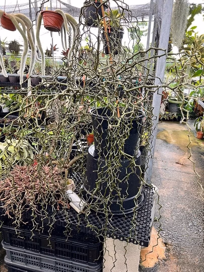 Chơi cây phải chọn chậu cho xứng: Người chơi thường dùng chậu gốm cao, đơn sắc, sang trọng để tôn lên vẻ đẹp "bất thường" của cây, biến cả bộ rễ và thân thành một tác phẩm sống.