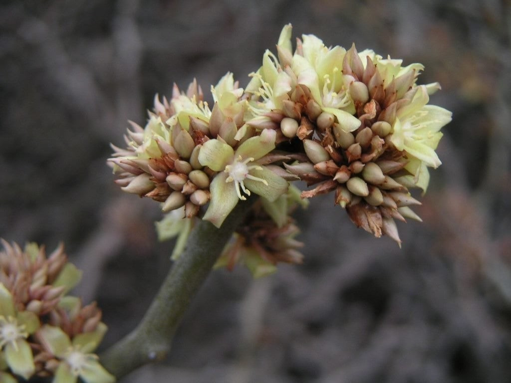 Cành cây mọc như bị ai đó cố tình bẻ cong: Mỗi 5–10cm, cành cây lại uốn cong 90 độ, tạo hình răng cưa độc đáo với hai chiếc gai nhô ra như lớp “giáp” bảo vệ.