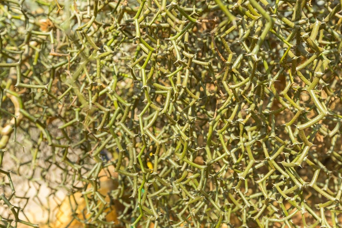 Cây dích dắc – cây cảnh "xấu nhất hành tinh" gây sốt: Tên gọi quốc tế là Zig zag plant, cây dích dắc khiến nhiều người không hiểu nổi vì sao ai đó lại… nâng niu cành gai cong queo khô khốc ấy.