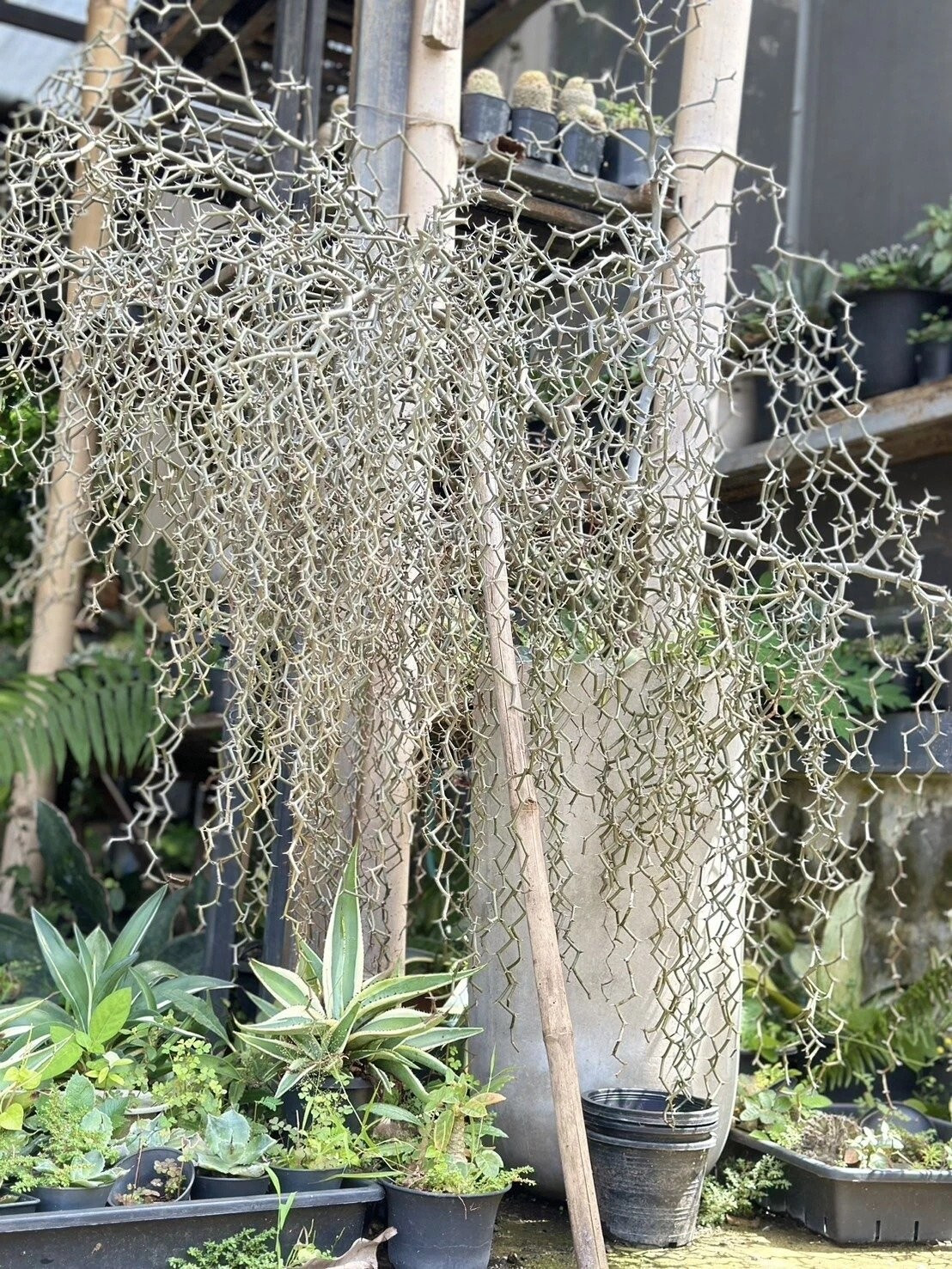 Tưới nước và bón phân vừa đủ: Tưới khi đất khô, bón phân nhẹ mỗi tháng một lần vào mùa sinh trưởng. Mùa đông hầu như không cần chăm sóc gì nhiều.