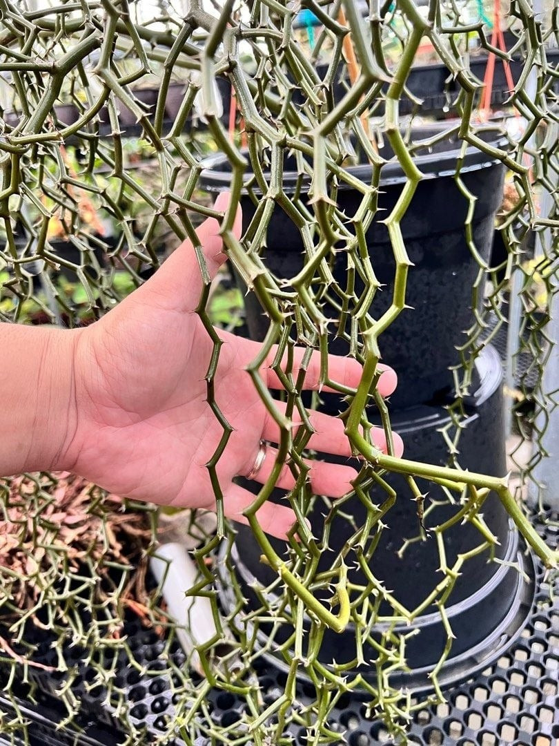 Có hoa nhưng hiếm khi ra hoa: Lá xanh li ti, hoa nhỏ màu vàng nhạt, ít khi xuất hiện nên toàn bộ giá trị thị giác của cây nằm ở cấu trúc thân dích dắc ngoạn mục.