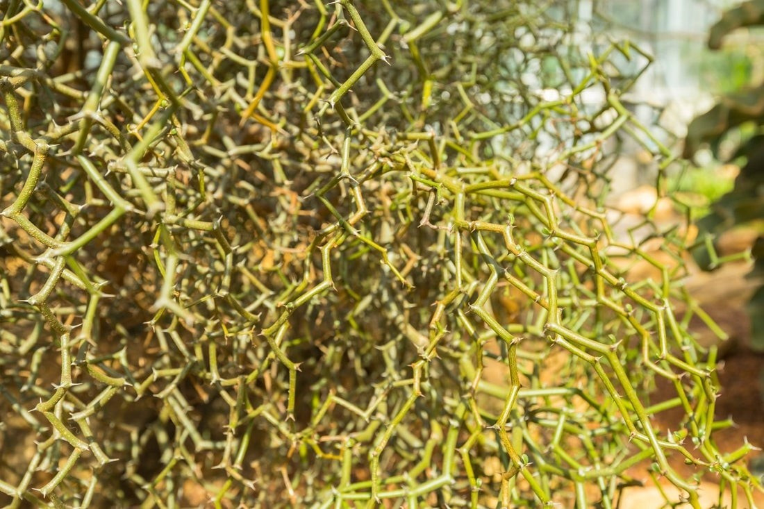 Cây lạ đến từ Madagascar: Tên khoa học là Decaryia madagascariensis, cây thuộc họ Didereaceae, sống tại rừng gai miền nam Madagascar – nơi nổi tiếng với thực vật dị biệt.