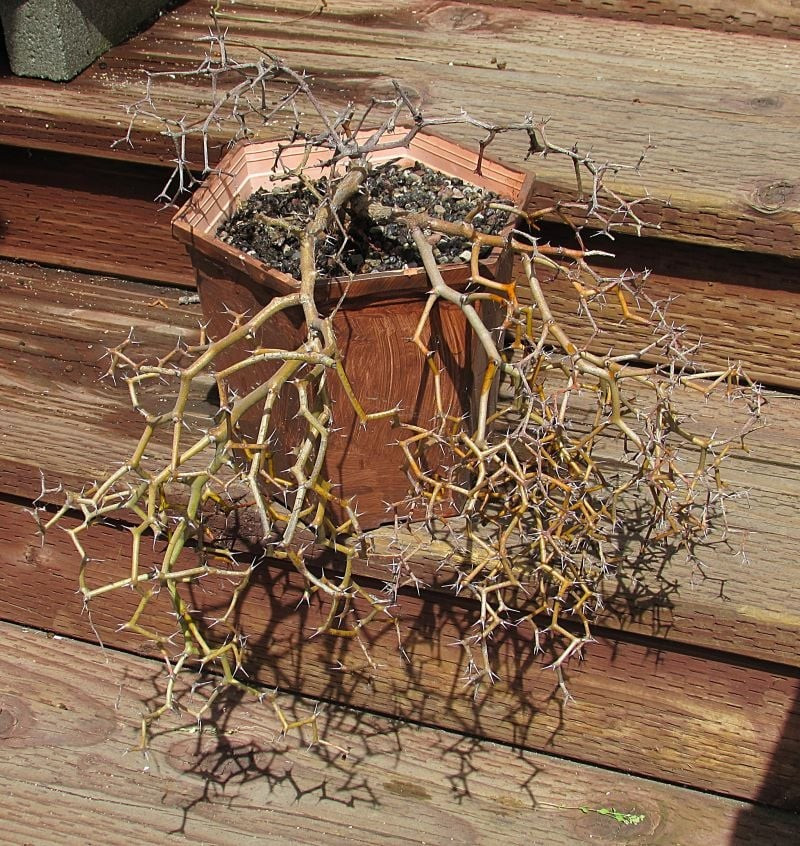 Một tác phẩm điêu khắc sống trong nhà bạn: Cây có thể trồng ở ban công, cửa sổ, sân vườn. Từng đường cong của thân cây như một đường vẽ nghệ thuật đi ngược lại quy chuẩn thông thường.