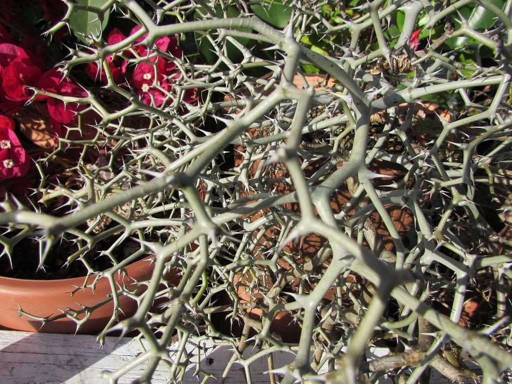 Cây phát triển chậm nhưng đầy cá tính: Cây sinh trưởng rất chậm, cần nhiều năm để thành “bụi tóc xoăn”. Khi nhỏ, chỉ là 2-3 “cành cong”, trông chẳng khác gì… khúc củi dở dang.