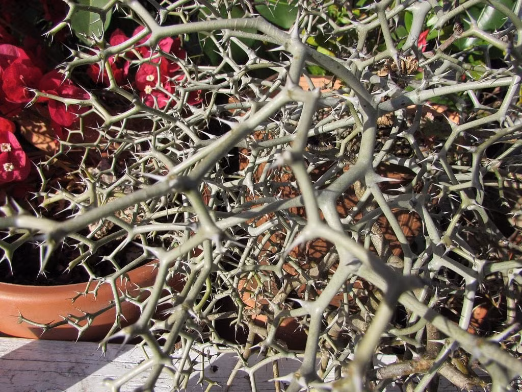 Cây phát triển chậm nhưng đầy cá tính: Cây sinh trưởng rất chậm, cần nhiều năm để thành “bụi tóc xoăn”. Khi nhỏ, chỉ là 2-3 “cành cong”, trông chẳng khác gì… khúc củi dở dang.