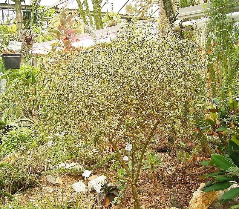 Thú chơi cây cảnh kỳ lạ lên ngôi: Thay vì hoa mẫu đơn hay trà rực rỡ, nhiều người mê mẩn cây cảnh hình thù dị biệt, không hoa, không lá, nhìn như khúc củi khô mà giá lại cao ngất.