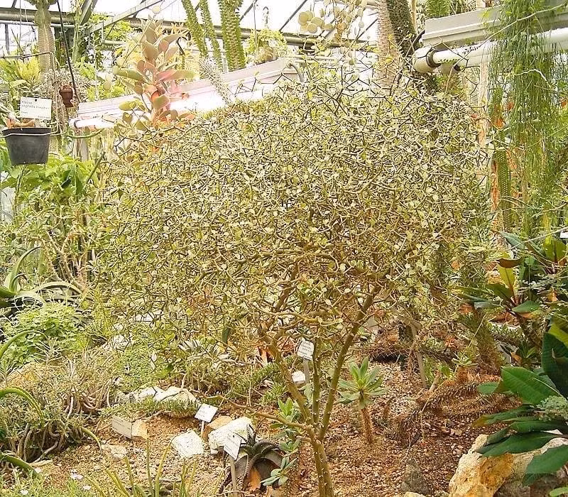 Thú chơi cây cảnh kỳ lạ lên ngôi: Thay vì hoa mẫu đơn hay trà rực rỡ, nhiều người mê mẩn cây cảnh hình thù dị biệt, không hoa, không lá, nhìn như khúc củi khô mà giá lại cao ngất.