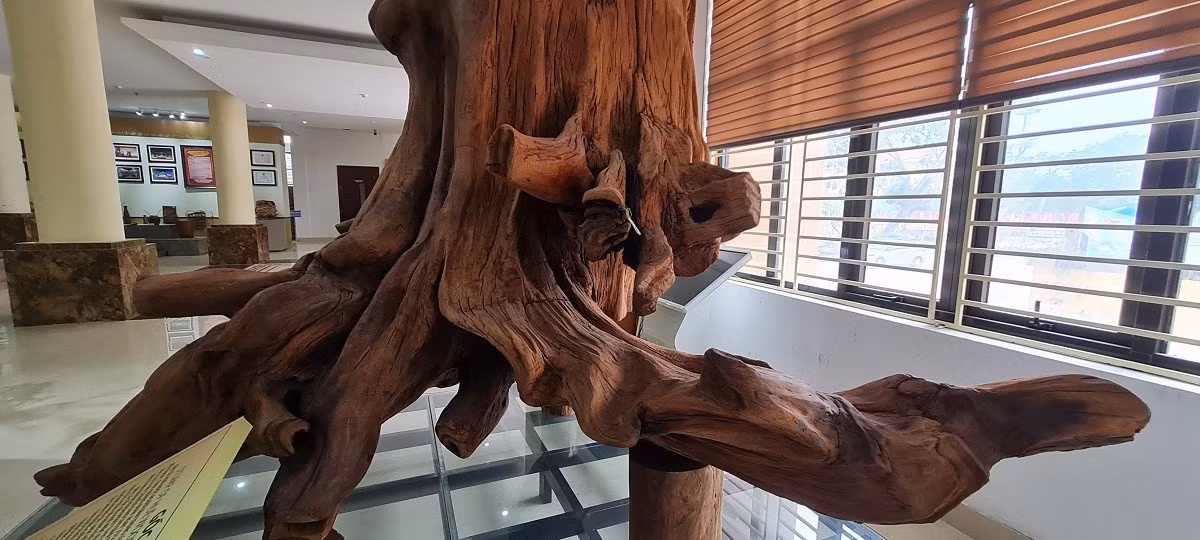 Sưa trắng (còn gọi là thàn mát) có hoa trắng muốt, tỏa hương thơm mát, quả to và đốt không có mùi. Trong khi đó, sưa đỏ thân sần sùi hơn sưa trắng, quả kết thành từng chùm và đốt lên có mùi thối nên sưa đỏ còn được gọi là sưa trắc thối. Gỗ của sưa đỏ có giá trị hơn sưa trắng. Ảnh: Vietnamnet.