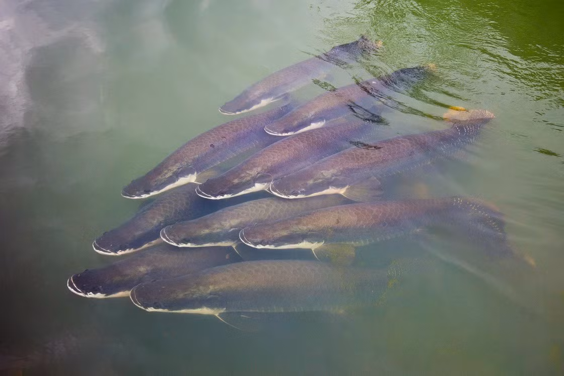 Ngoài ra, cá Arapaima có thể phi thân, nhảy lên mặt nước để bắt mồi là chim hoặc rắn. Ảnh: rainforestcruises.com.