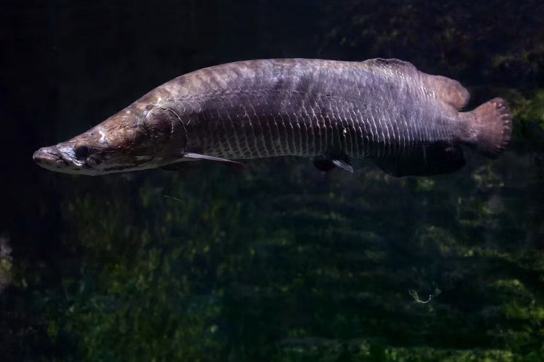 Cá Arapaima là kẻ săn mồi đáng sợ. Thức ăn của chúng gồm cá, các loài giáp xác và động vật nhỏ sống gần bờ. Ảnh: rainforestcruises.com.
