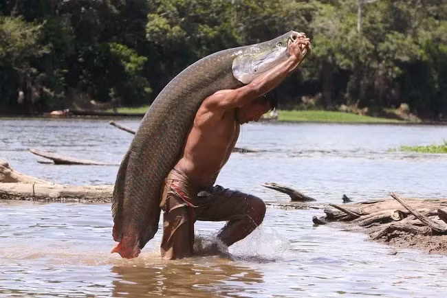 Nhờ vậy, cá Arapaima có thể tồn tại trong mùa khô hay trong những điều kiện khắc nghiệt thiếu oxy tại vùng ngập nước Amazon. Ảnh: Sergio Ricardo de Oliveira.