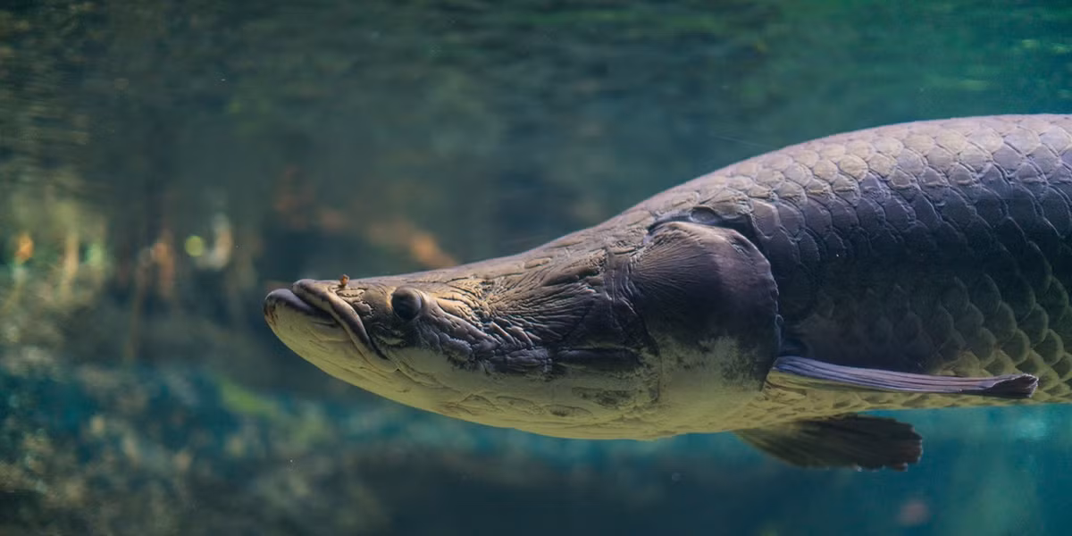Loài cá Arapaima phân bố ở sông Amazon. Chúng có đặc điểm nổi bật là phần đầu lớn, môi rộng và mắt tròn. Vảy khá to và tròn, khu vực hậu môn nằm gần với đuôi. Ảnh: nationalzoo.si.edu.