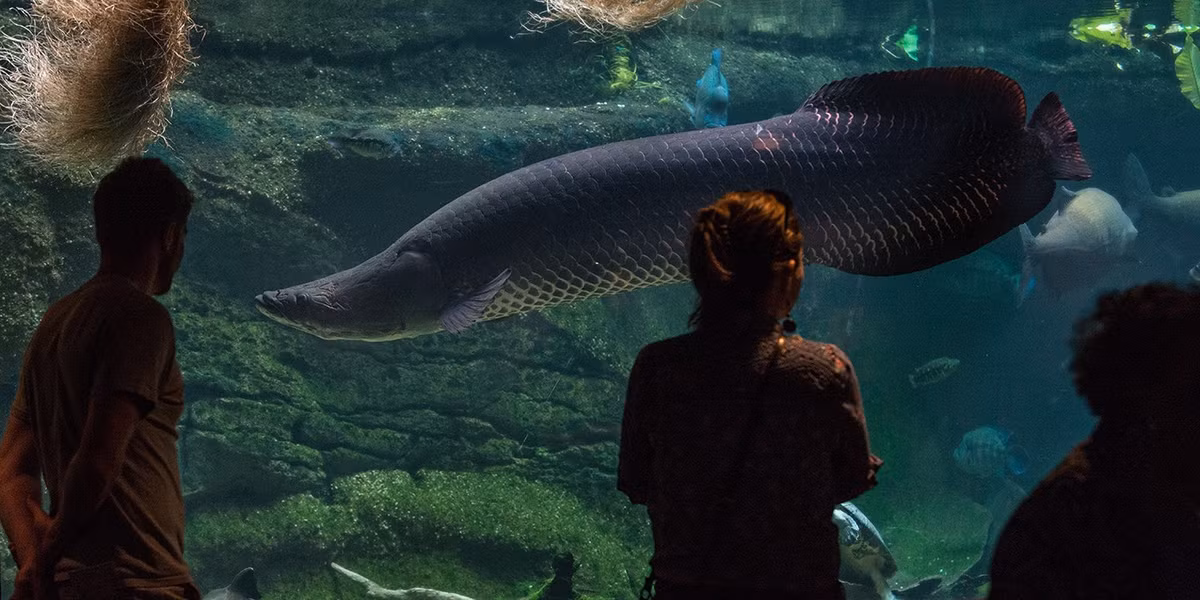 Các cá thể cá Arapaima lấy oxy từ không khí trên mặt nước bằng cách đớp khí. Ngoài hệ thống mang, chúng còn có thể hấp thụ oxy trực tiếp từ không khí qua một hệ thống mao mạch phong phú nằm ở cổ họng giống như phổi ở các loài động vật sống trên cạn. Ảnh: nationalzoo.si.edu.