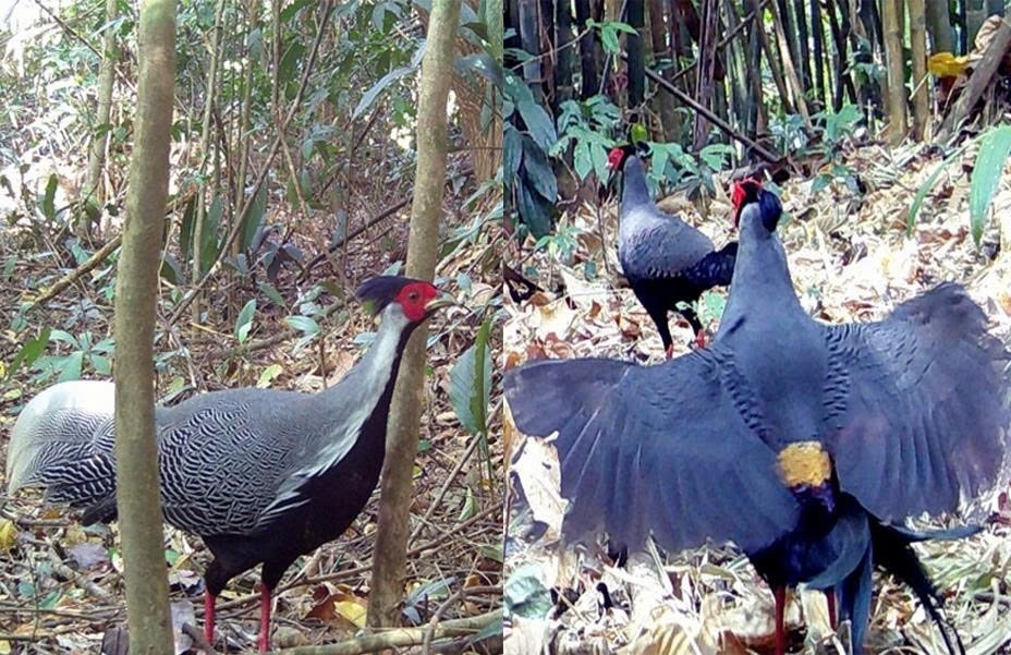 Ngoài ra, Vườn quốc gia Chư Mom Ray còn ghi nhận một số loài động vật quý hiếm khác như bò tót, gấu ngựa, voọc bạc, voọc chà vá chân đen, voọc chà vá chân xám, voọc chà vá chân nâu, tê tê Java, các loài khỉ, rùa núi… Tất cả các loài này đều được bảo vệ nghiêm ngặt, nghiêm cấm xâm hại, săn bắn, mua bán trái phép. Ảnh: Tiền phong.