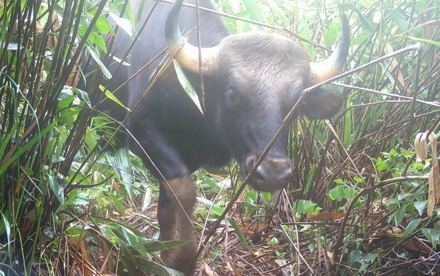 Theo ông Đào Xuân Thủy, các động vật trên thuộc họ chim, chúng đều biết bay, sống dưới đất chứ không phải trên cây. Chúng chỉ bay được ở cự ly ngắn và được lực lượng chức năng của Vườn quốc gia Chư Mom Ray bảo vệ nghiêm ngặt. Ảnh: suckhoedoisong.