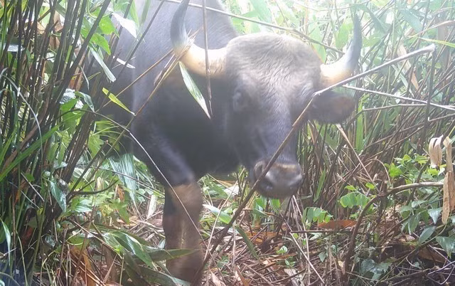 Theo ông Đào Xuân Thủy, các động vật trên thuộc họ chim, chúng đều biết bay, sống dưới đất chứ không phải trên cây. Chúng chỉ bay được ở cự ly ngắn và được lực lượng chức năng của Vườn quốc gia Chư Mom Ray bảo vệ nghiêm ngặt. Ảnh: suckhoedoisong.