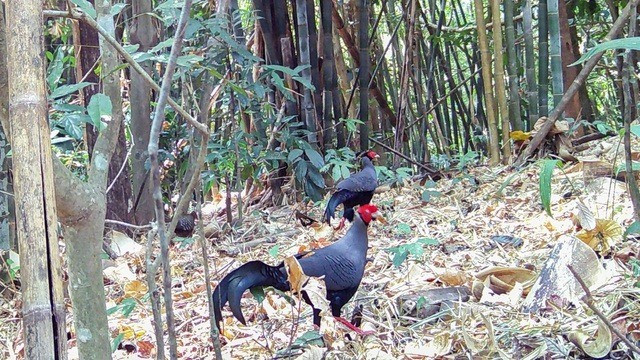 Theo đó, tính tổng thể, Vườn quốc gia Chư Mom Ray ghi nhận 1.005 loài động vật, trong đó có trên 100 loài có tên trong Sách Đỏ. Ảnh: suckhoedoisong.