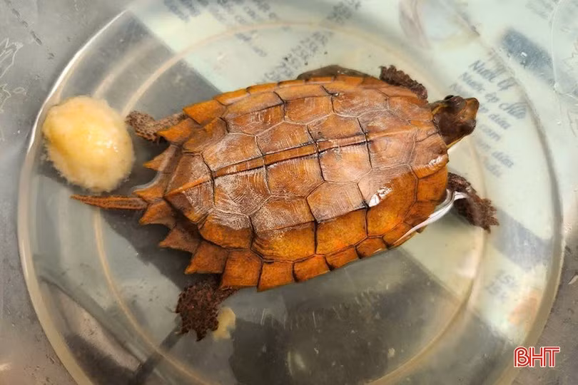 Cá thể rùa màu vàng này được chị Võ Thị Hồng Trang (thị trấn Hương Khê) phát hiện ở sân nhà ngày 22/6. Sau khi biết đó là loài rùa quý hiếm, chị đã liên hệ cơ quan chức năng để bàn giao. Ảnh: Báo Hà Tĩnh.