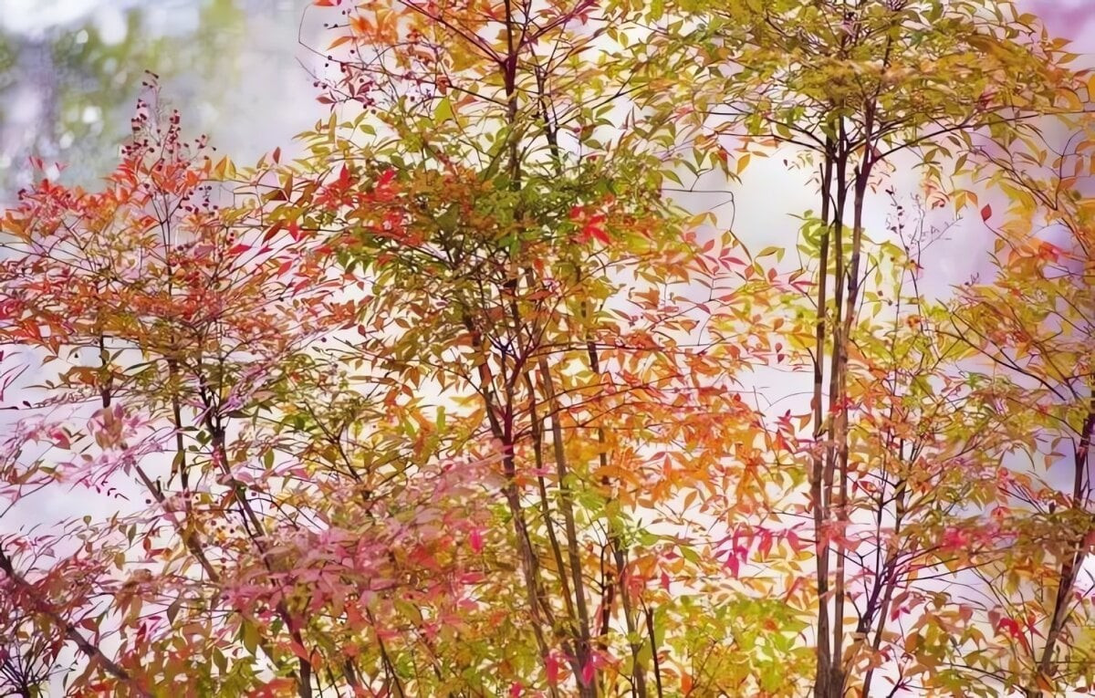 Biểu tượng sống động trong văn hóa và nghệ thuật Từ xưa, cây từng được giới trí thức yêu thích và xuất hiện trong nhiều tác phẩm văn học. Giới chơi cảnh xem đây là “vua của trúc” vì vẻ đẹp và khí chất cao quý.