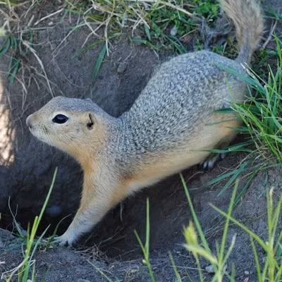 Theo ông Herman, mỗi năm, ông tiêu diệt được khoảng 3.500 - 5.000 con sóc đất bằng cách đặt bẫy, bơm khí carbon monoxide vào hang hoặc sử dụng súng hơi. Ảnh: abmi.ca.