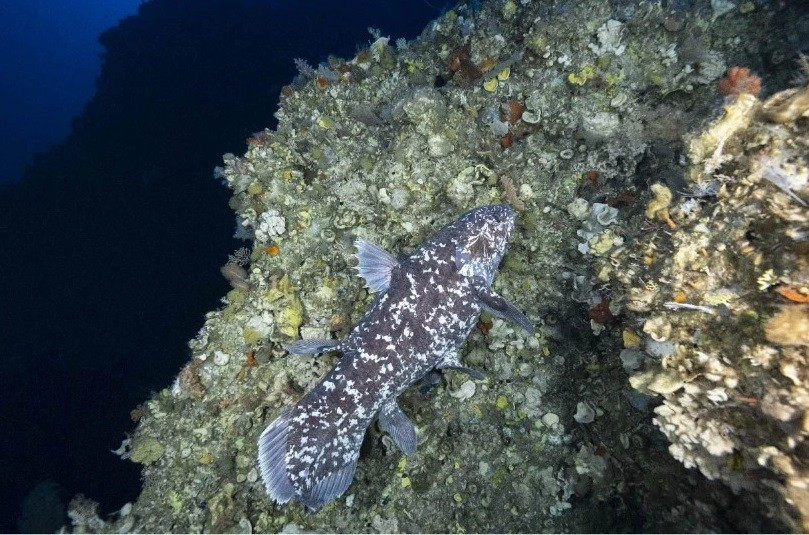 Với việc ghi nhận sự xuất hiện của cá vây tay Sulawesi ở Indonesia, các nhà khoa học vô cùng vui mừng khi biết được loài động vật này vẫn chưa tuyệt chủng như những suy đoán trước đó. Ảnh: Alexis Chappuis.