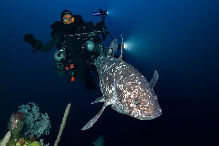 Cá vây tay Sulawesi thường được gọi "hóa thạch sống" - là một trong hai loài cá vây tay còn tồn tại trên Trái Đất. Loài động vật quý hiếm này được cho là tuyệt chủng cùng thời với khủng long cách đây khoảng 65 triệu năm. Ảnh: alexis chappius.