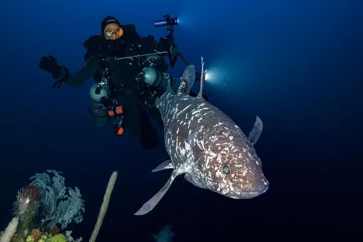 Cá vây tay Sulawesi thường được gọi "hóa thạch sống" - là một trong hai loài cá vây tay còn tồn tại trên Trái Đất. Loài động vật quý hiếm này được cho là tuyệt chủng cùng thời với khủng long cách đây khoảng 65 triệu năm. Ảnh: alexis chappius.