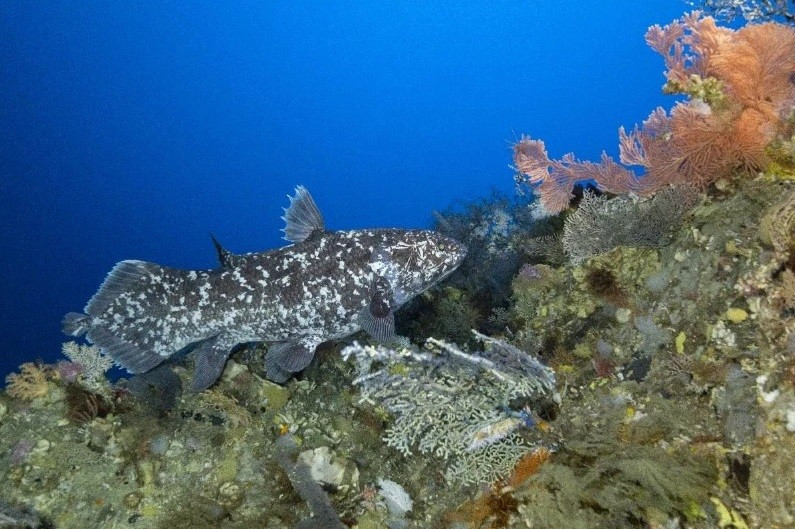 "Con cá bơi trong nước thay vì nấp ở trong hang hay dưới mái đá nhô ra, vốn là nơi ẩn náu ban ngày của cá vây tay. Khi chúng tôi quan sát, con vật dựng đứng toàn bộ vây lưng và giữ nguyên như vậy suốt thời gian, có thể liên quan đến trạng thái hoạt động hoặc hành vi tự vệ tự nhiên", nhóm nghiên cứu cho biết. Ngày hôm sau, con cá vây tay Sulawesi một lần nữa được ghi nhận. Ảnh: Alexis Chappuis.