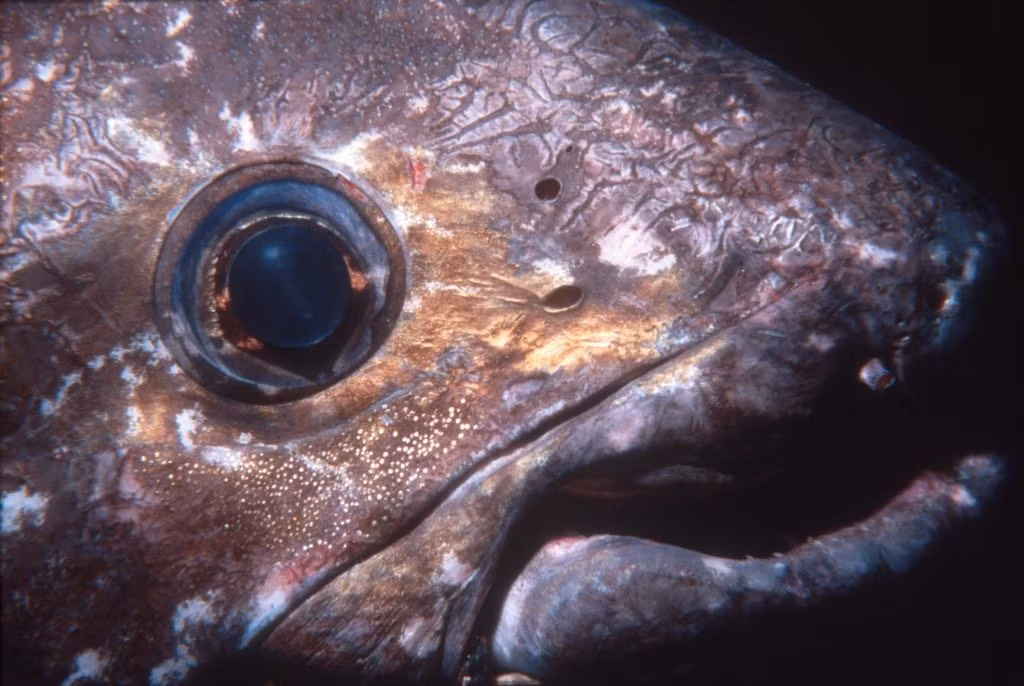 Không giống phần lớn loài cá hiện nay vốn có nguồn gốc từ tổ tiên vây tia, cá vây tay Sulawesi là một trong những loài cá vây thùy còn sót lại, có nghĩa chúng có vây thịt chứa xương trông gần giống các chi. Ảnh: Mark Erdmann.