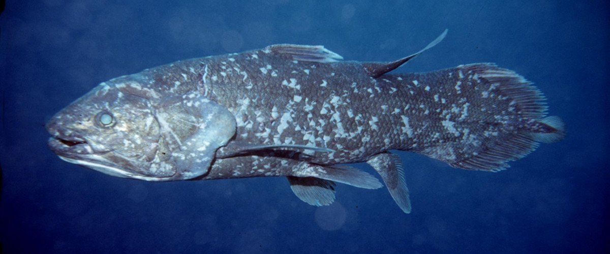 Khám phá này cũng trở thành một dấu mốc quan trọng, giúp các nhà khoa học tìm hiểu sâu hơn về loài cá vây tay Sulawesi đã sống sót như thế nào trong hàng triệu năm qua. Ảnh: Susan Vulpas.