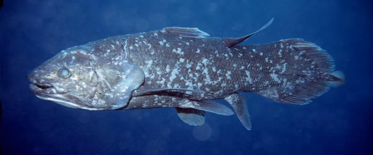 Khám phá này cũng trở thành một dấu mốc quan trọng, giúp các nhà khoa học tìm hiểu sâu hơn về loài cá vây tay Sulawesi đã sống sót như thế nào trong hàng triệu năm qua. Ảnh: Susan Vulpas.