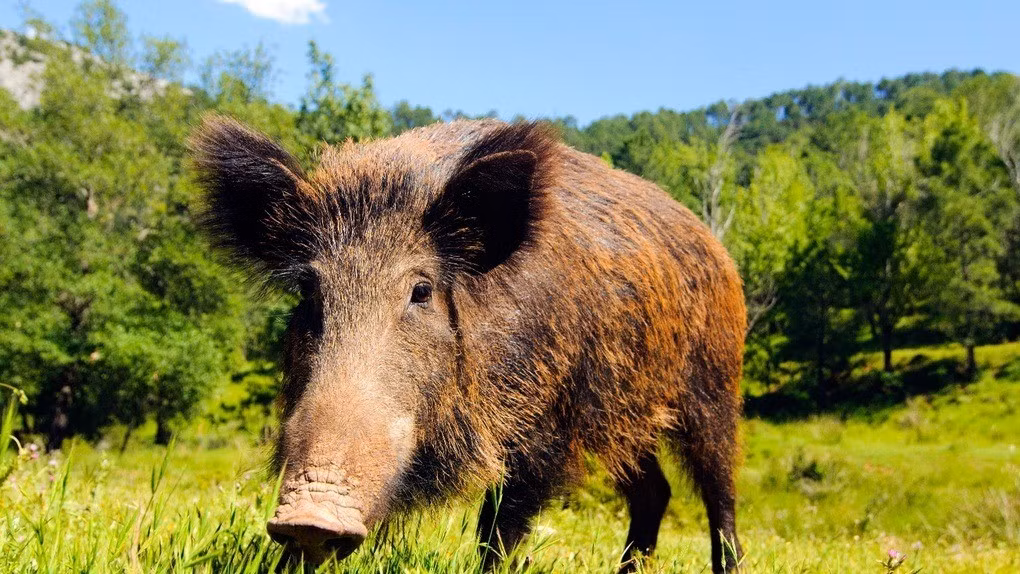 Khi trưởng thành, mỗi cá thể lợn rừng có thể nặng tới hơn 130 kg, Do quá trình đô thị hóa tăng nhanh nên lợn rừng mất môi trường sống. Vì vậy, chúng "xâm chiếm" nhiều nơi tại châu Âu, gây ra thiệt hại lớn cho mùa màng. Ảnh: The Times.