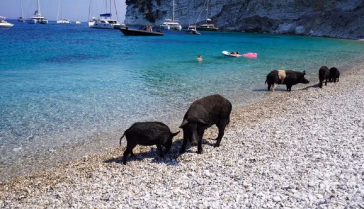 Cư dân địa phương cho hay việc lợn rừng xuất hiện gần bờ biển không phải là điều hiếm gặp, đặc biệt là ở các đảo như Ithaca hay Atokos. Ảnh: xpatathens.