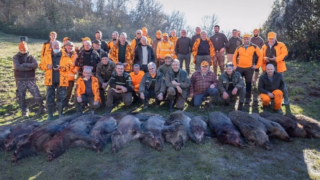 Trước tình hình này, giới chức trách và người dân ở châu Âu đã thực hiện các chiến dịch tiêu diệt lợn rừng, chấm dứt thói quen cho chúng ăn... Ảnh: Natgeo.