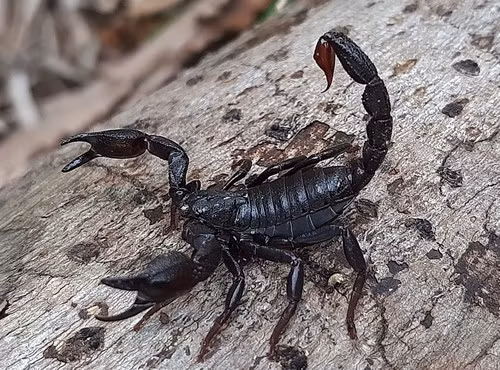 Kết quả nghiên cứu hé lộ peptide mang tên BamazScplp1 của loài bọ cạp Brotheas amazonicus có khả năng gây hoại tử tế bào ung thư vú, cơ chế tương tự như nhiều thuốc hóa trị liệu nhưng theo hướng chọn lọc và có thể giới hạn tác dụng phụ hơn. Ảnh: Rogério Gribel.