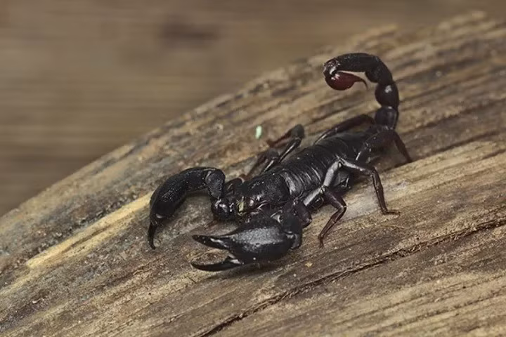 Giáo sư Arantes nhận định, việc khai thác đồng thời nhiều enzyme và peptide từ các nguồn nọc độc khác nhau có thể cho phép tổng hợp “siêu keo sinh học” thế hệ mới, vừa thúc đẩy liền vết thương vừa kiềm chế tế bào ung thư tại vùng tổn thương. Ảnh: Divulgacao/Thiago G. Carvalho.